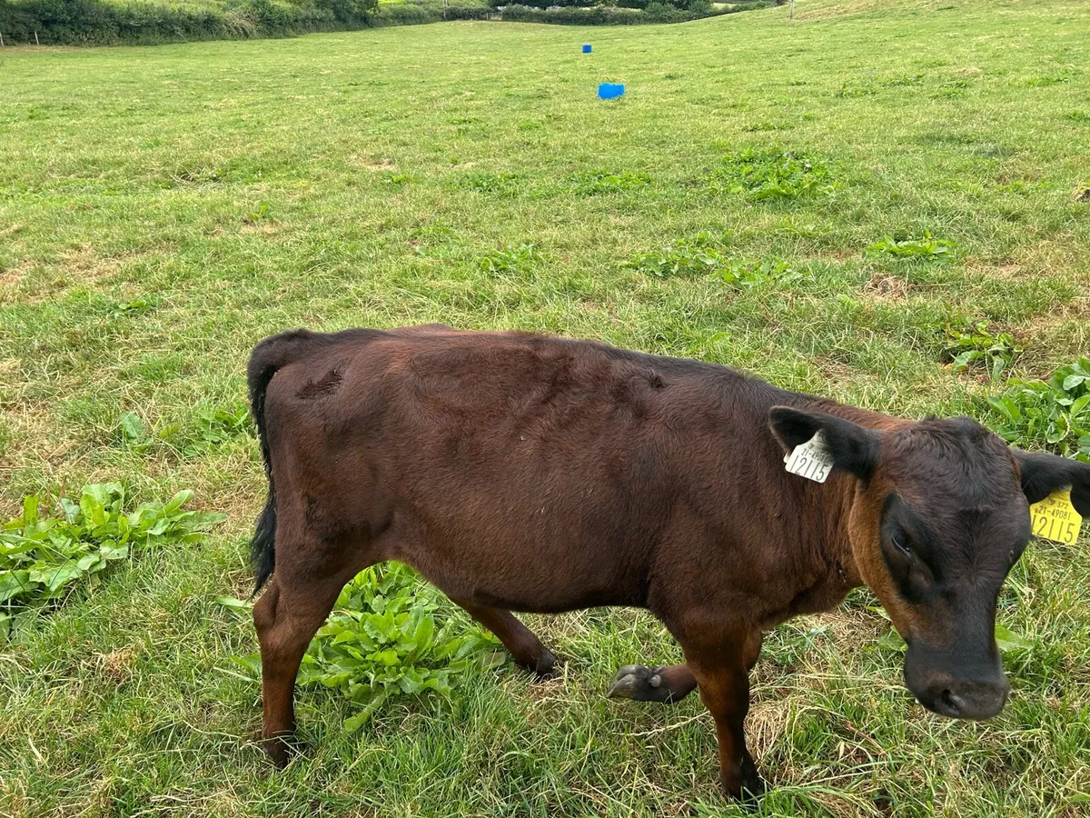 Angus heifer calves - Image 1