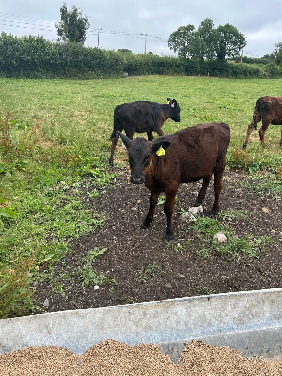 Angus heifer calves - Image 3