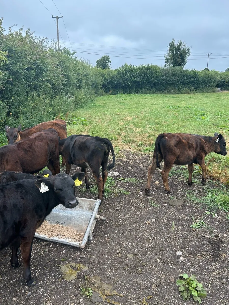 Angus heifer calves - Image 4