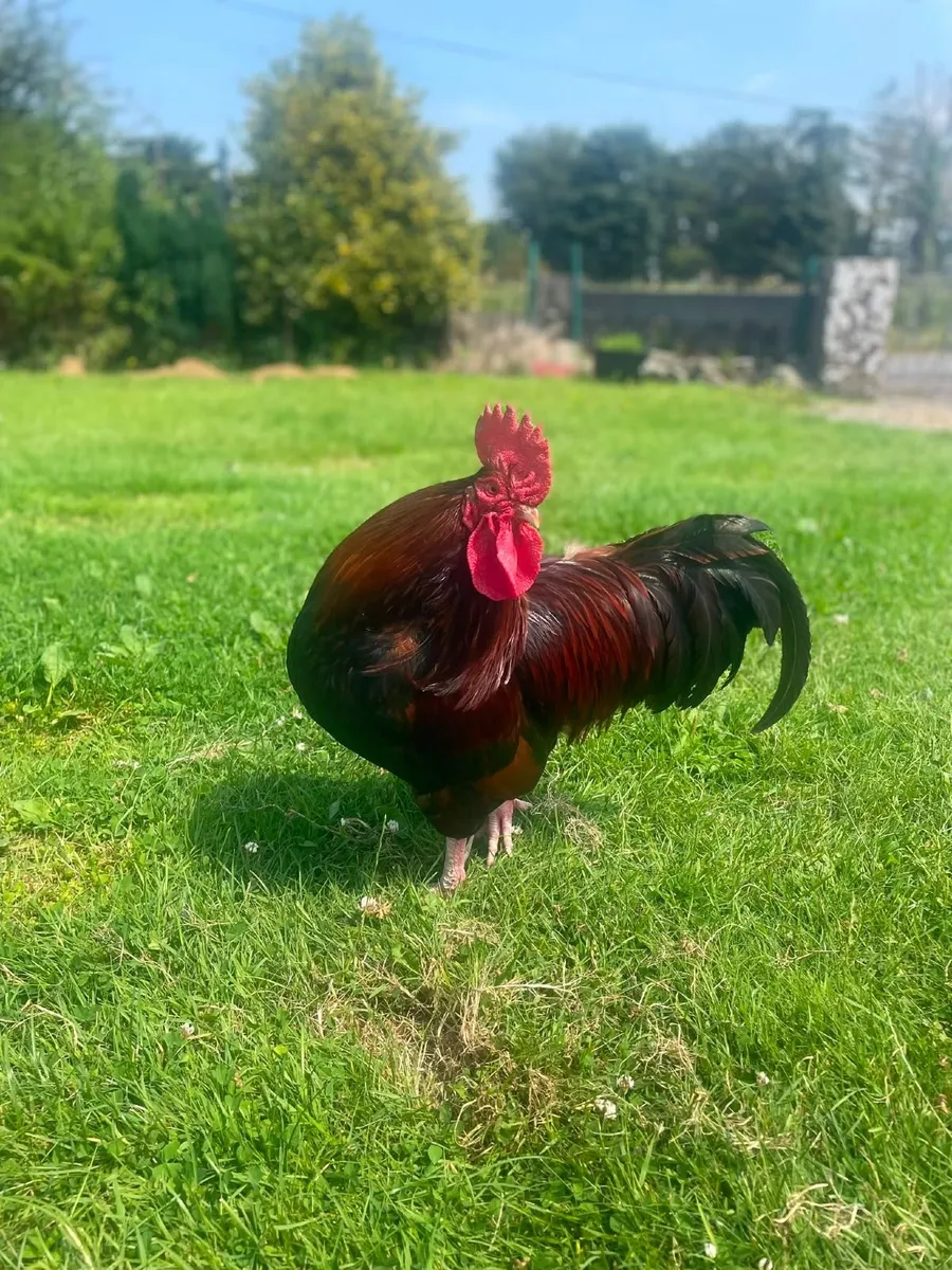 One Rooster - Free to a good home - Image 2