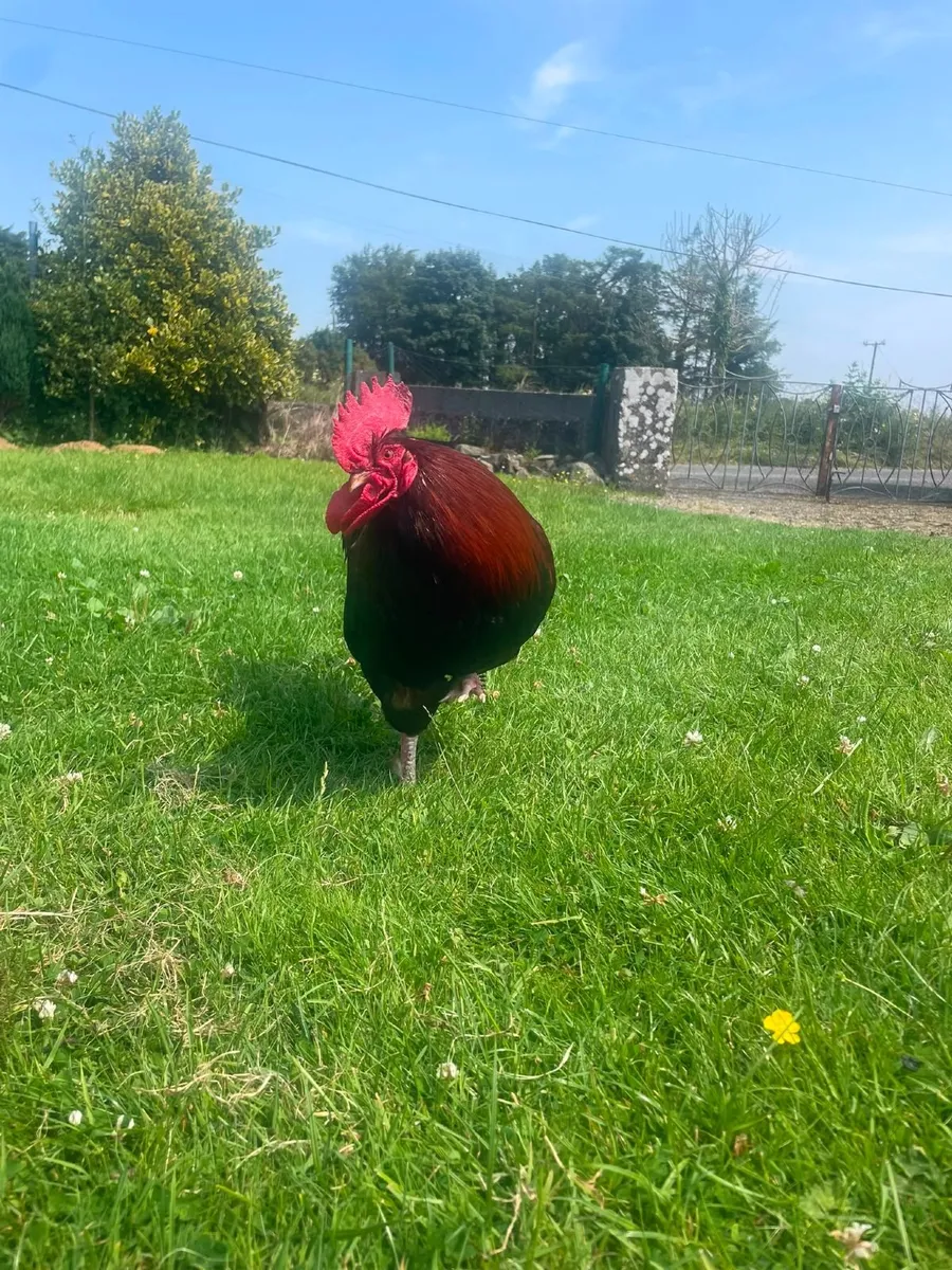 One Rooster - Free to a good home - Image 3