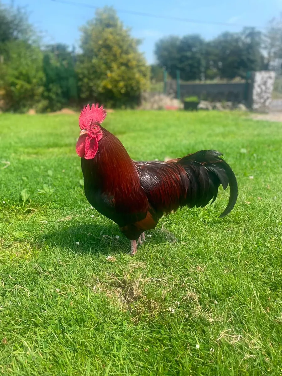 One Rooster - Free to a good home - Image 4