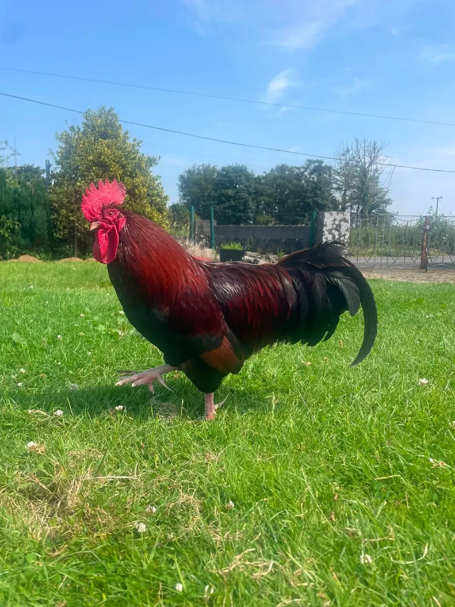 One Rooster - Free to a good home - Image 1