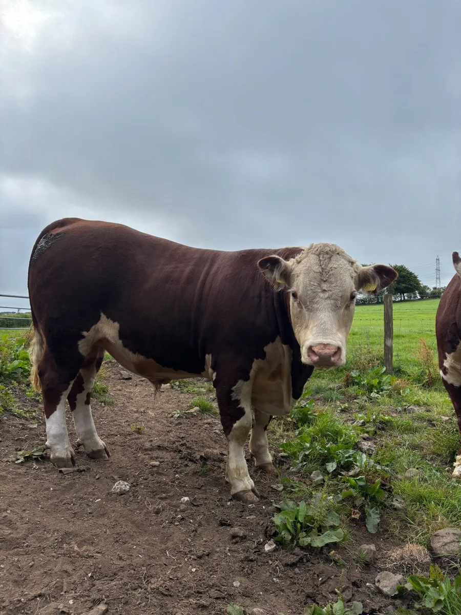 Pedigree Hereford bulls - Image 1