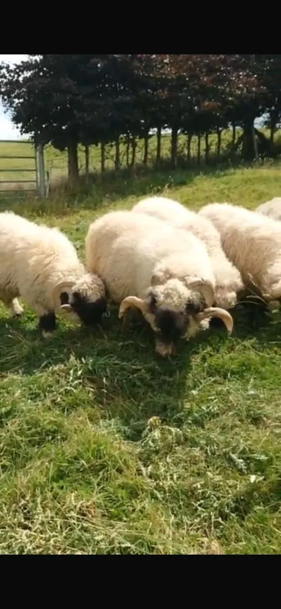 5 Valais Blacknose Breeding Rams for sale - Image 4