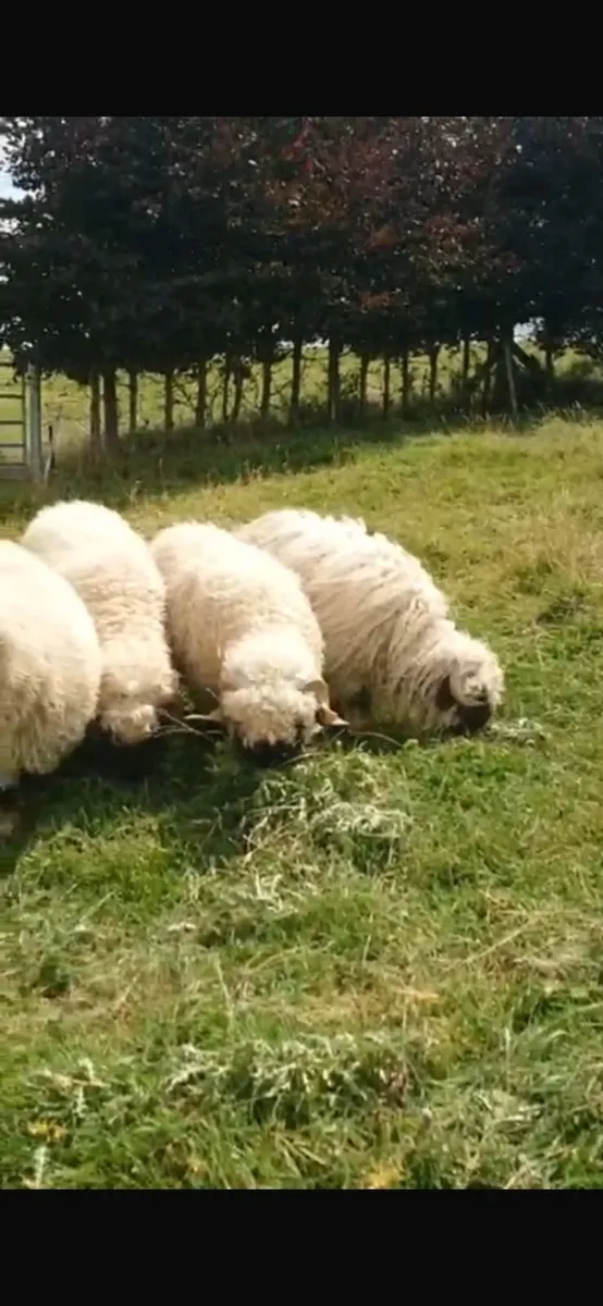 5 Valais Blacknose Breeding Rams for sale - Image 3
