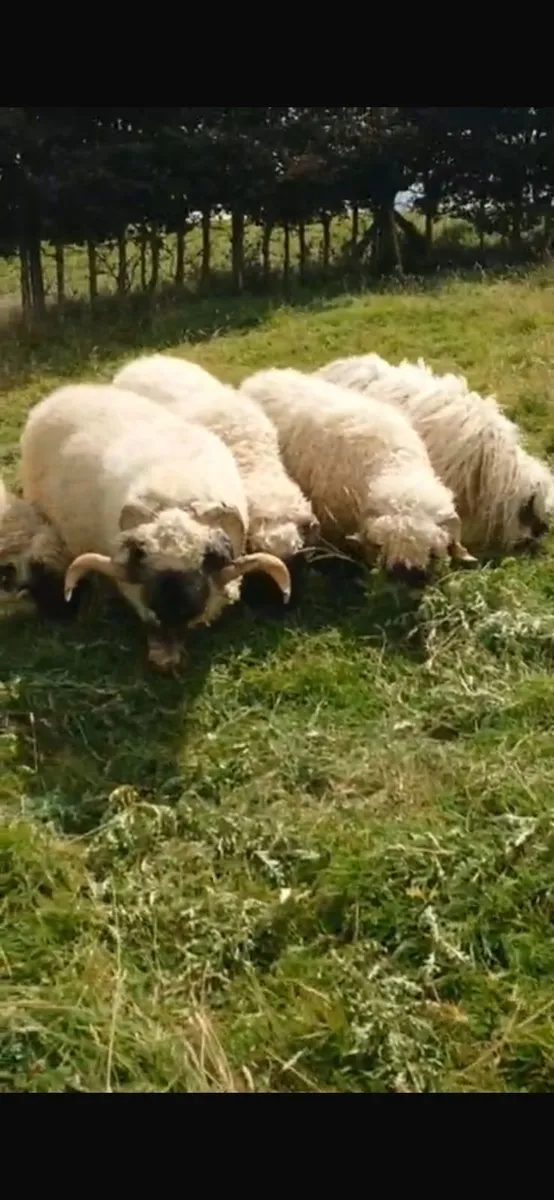 5 Valais Blacknose Breeding Rams for sale - Image 1