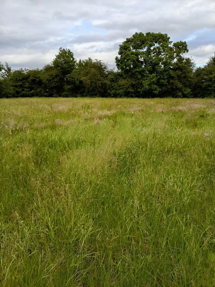 Grass Standing Meadow - Image 2