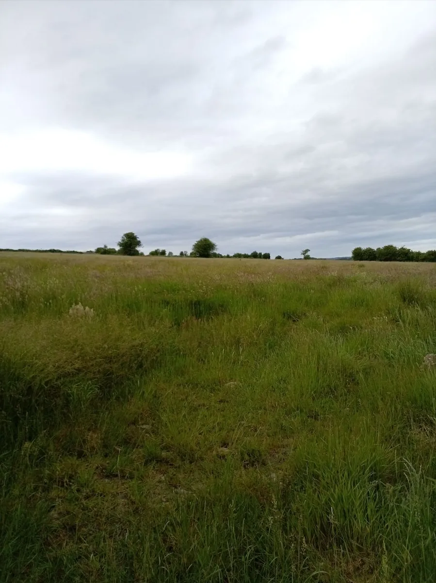 Grass Standing Meadow - Image 1