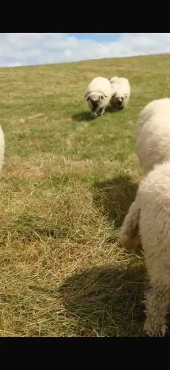 4 Valais Blacknose breeding Ewe's 1 lamb for sale - Image 3