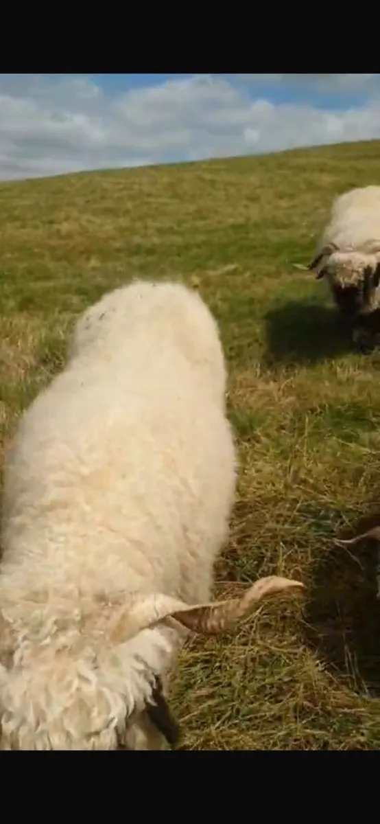 4 Valais Blacknose breeding Ewe's 1 lamb for sale - Image 4