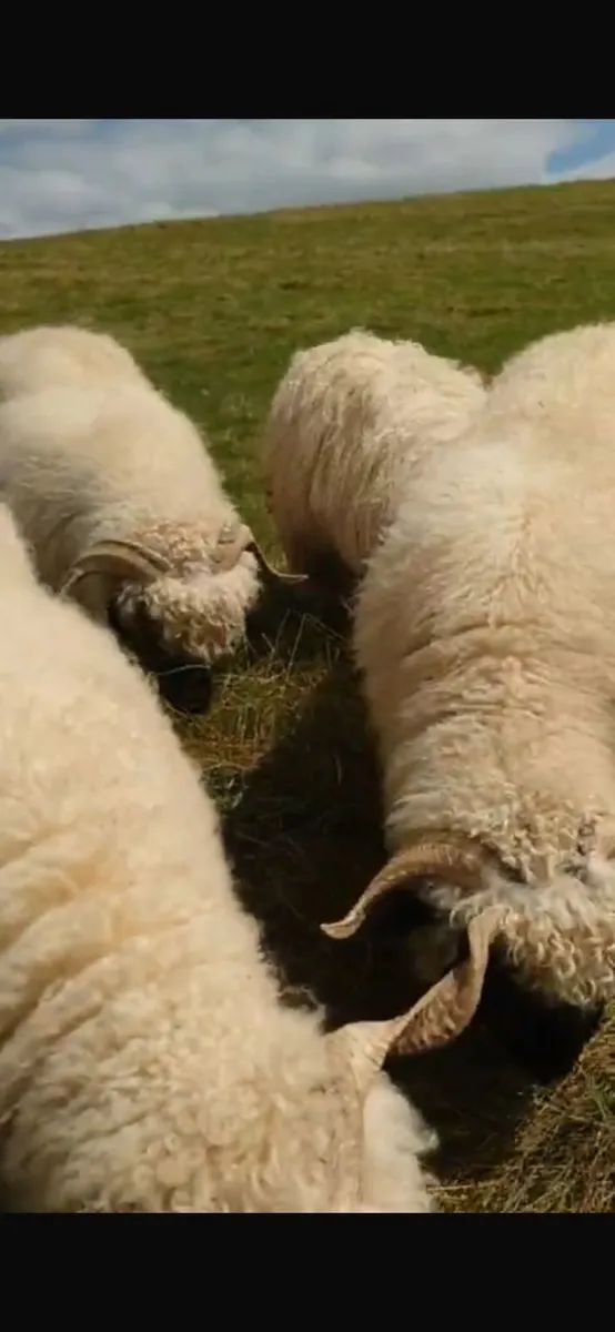 4 Valais Blacknose breeding Ewe's 1 lamb for sale - Image 1
