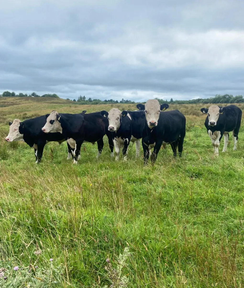 Five R grade 380/420kg Hereford store bullocks - Image 1