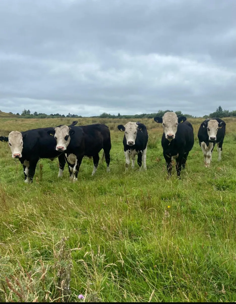 Five R grade 380/420kg Hereford store bullocks - Image 2