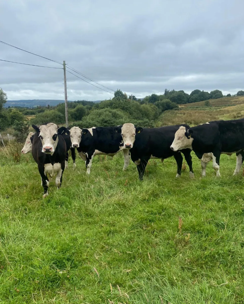 Five R grade 380/420kg Hereford store bullocks - Image 4