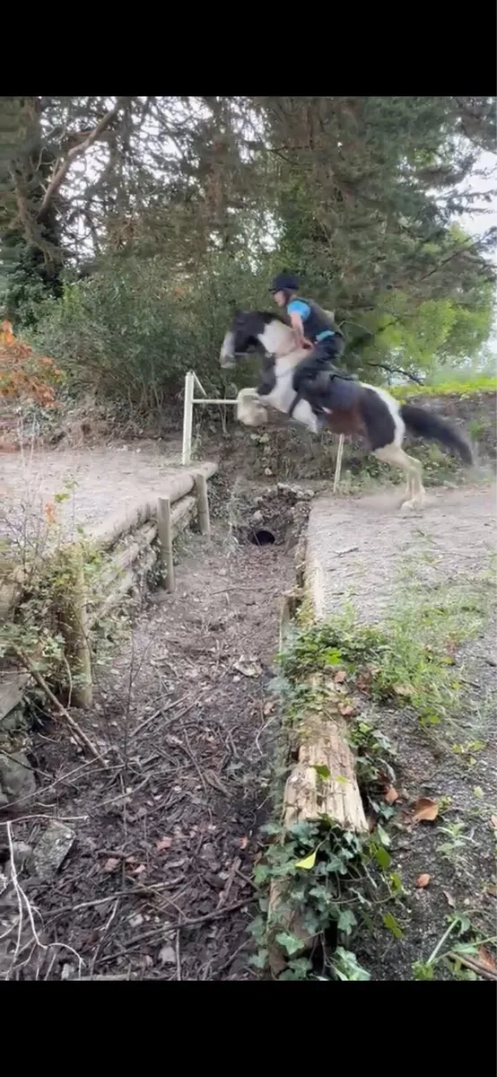 Pony - Image 2