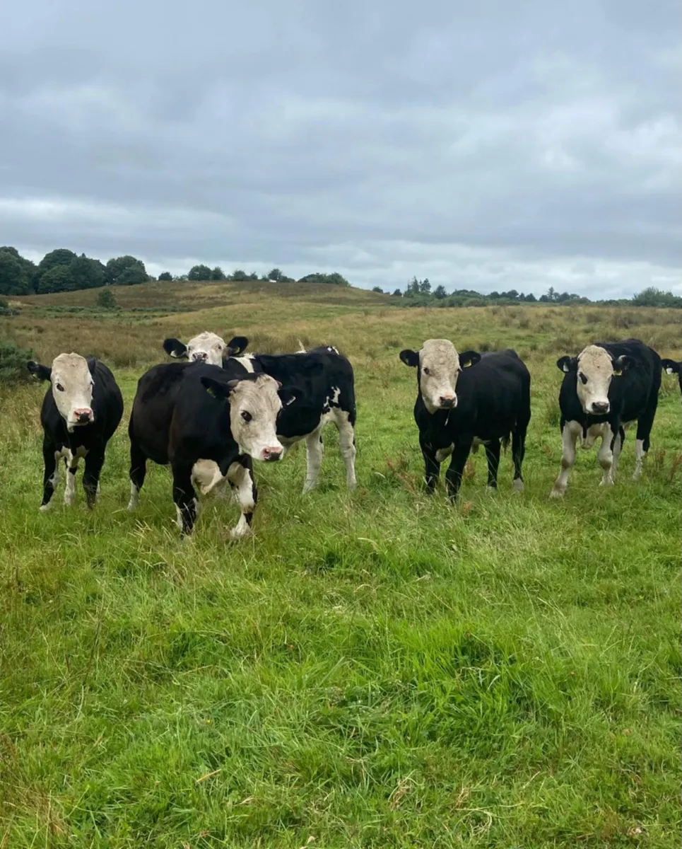 Five R grade 380/420kg Hereford store bullocks - Image 3