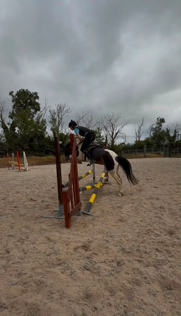 Pony - Image 4
