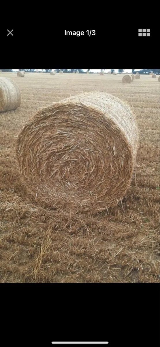 Pre chopped rye straw - Image 2
