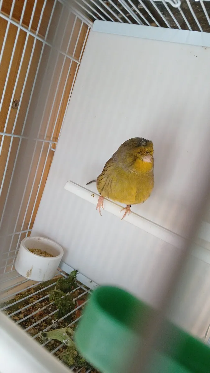Pair of glosters and irish fancy chick's For sale - Image 1