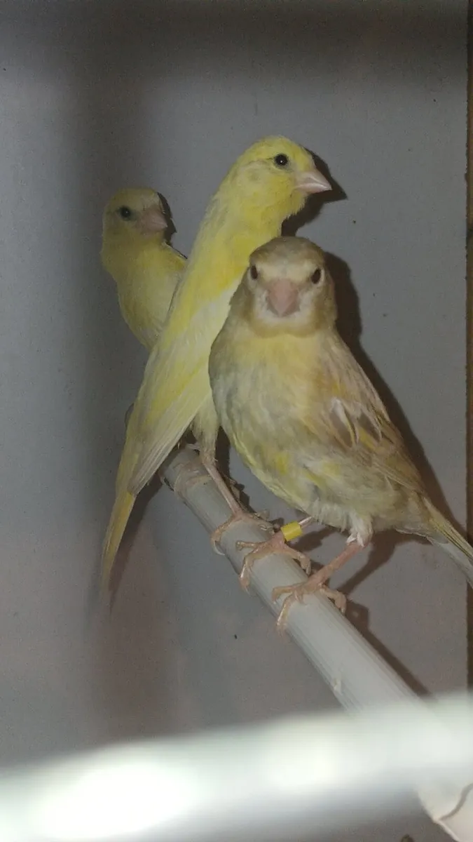 Pair of glosters and irish fancy chick's For sale - Image 3