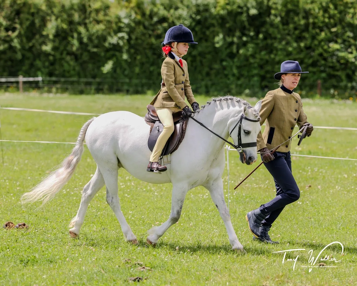Super lead rein/beginner first ridden pony - Image 3