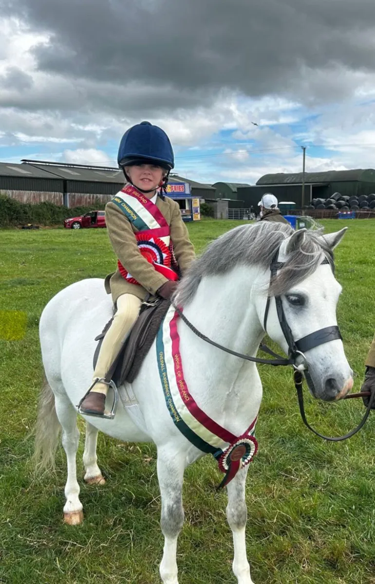 Super lead rein/beginner first ridden pony - Image 1
