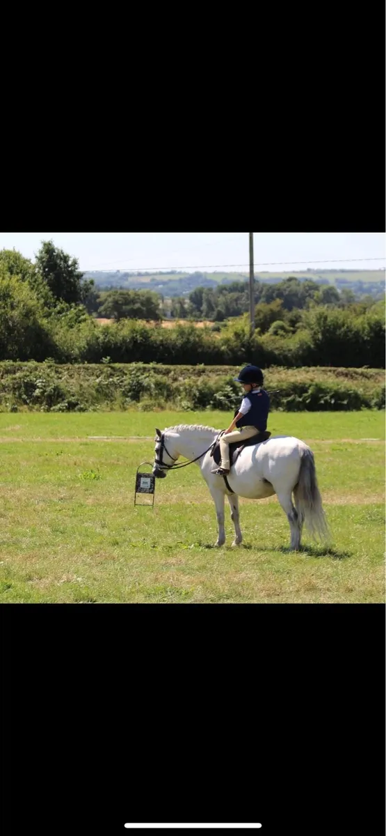 Super lead rein/beginner first ridden pony - Image 4