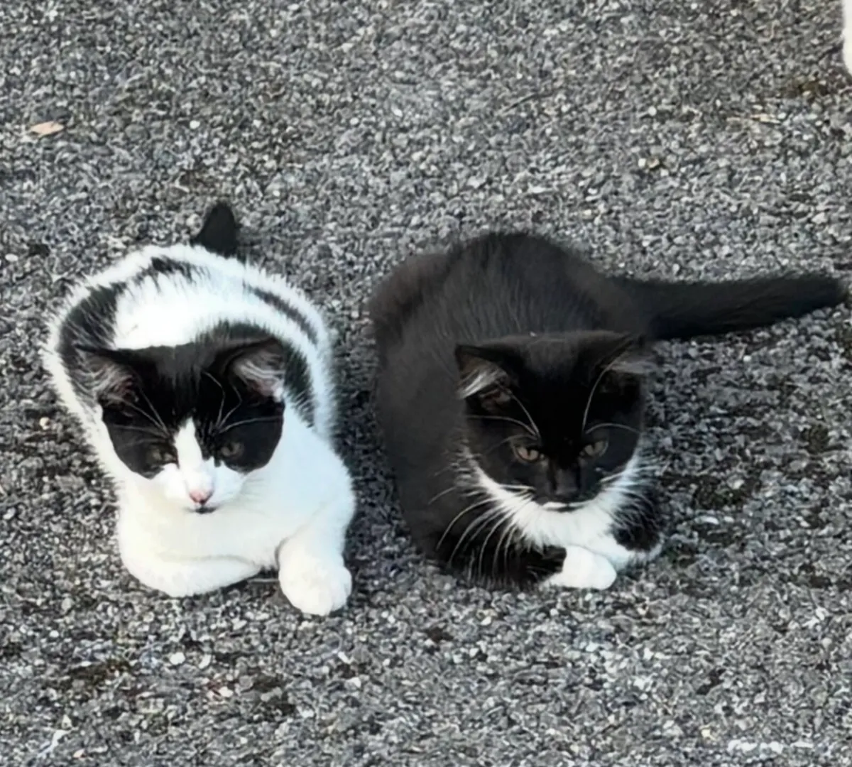 Kittens Available