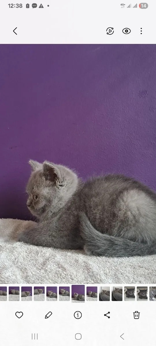 Purebred bristish shorthair kittens - Image 2
