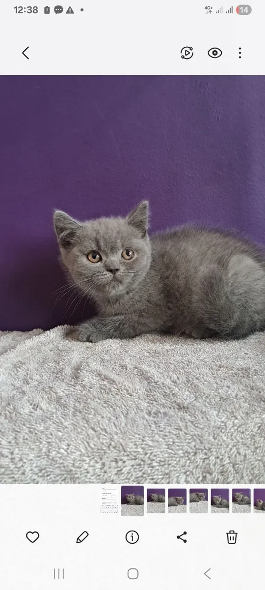 Purebred bristish shorthair kittens - Image 1