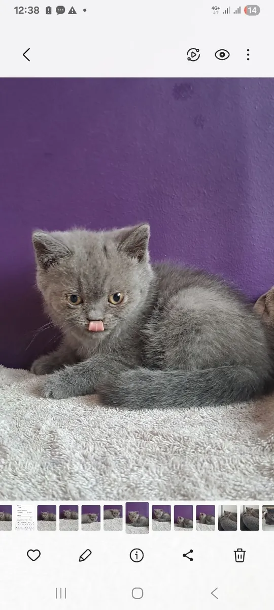Purebred bristish shorthair kittens - Image 3