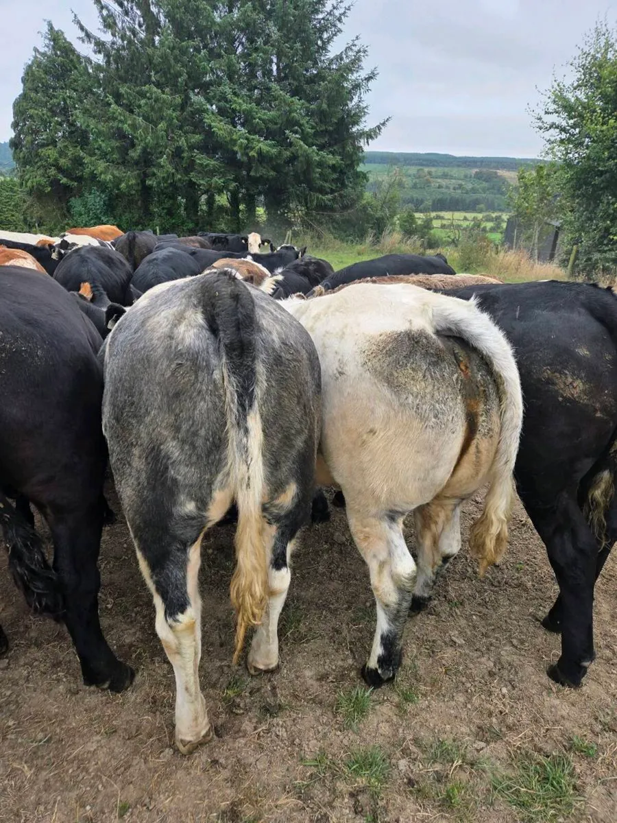 2 smashing Belgian Blue Heifers suitable 4 breedin - Image 1