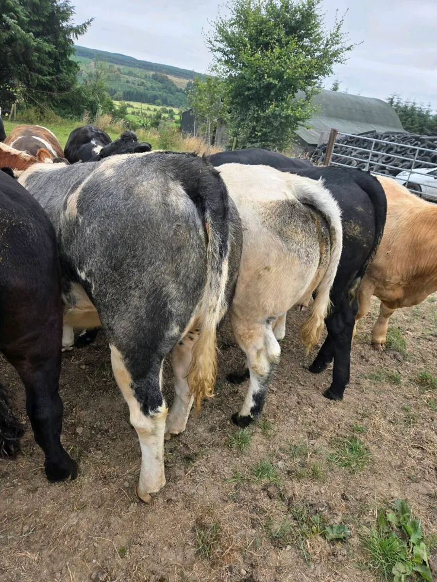 2 smashing Belgian Blue Heifers suitable 4 breedin - Image 3