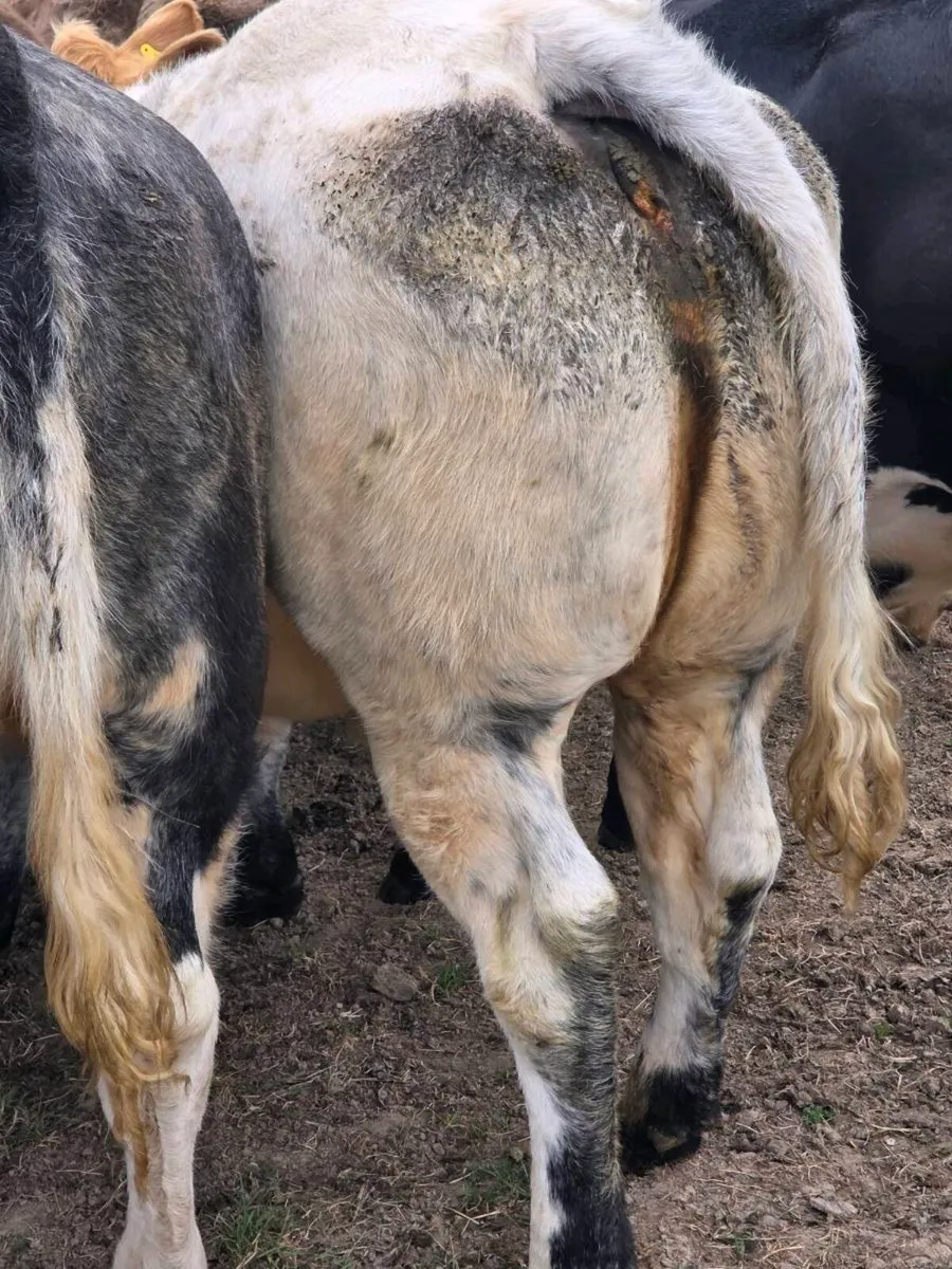 2 smashing Belgian Blue Heifers suitable 4 breedin - Image 2