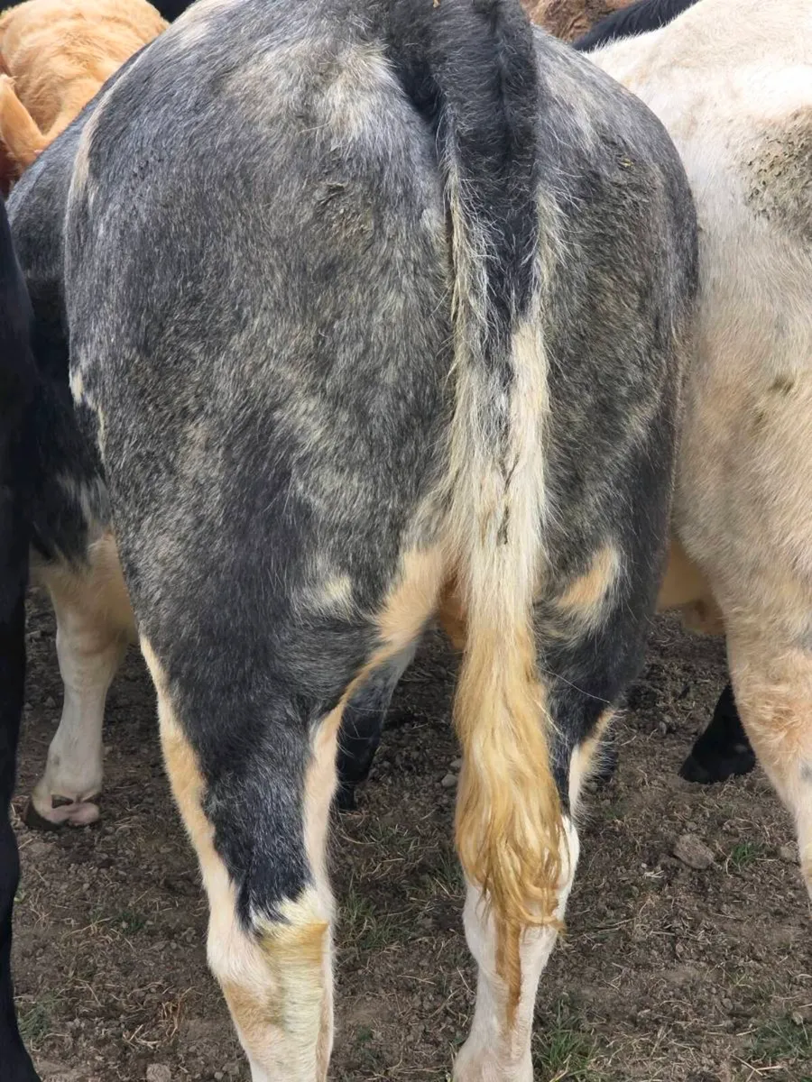 2 smashing Belgian Blue Heifers suitable 4 breedin - Image 4