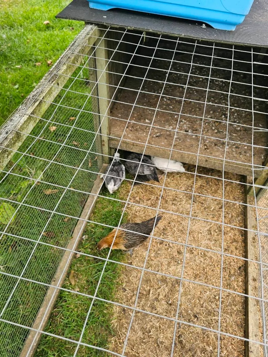 Bantams - Image 1