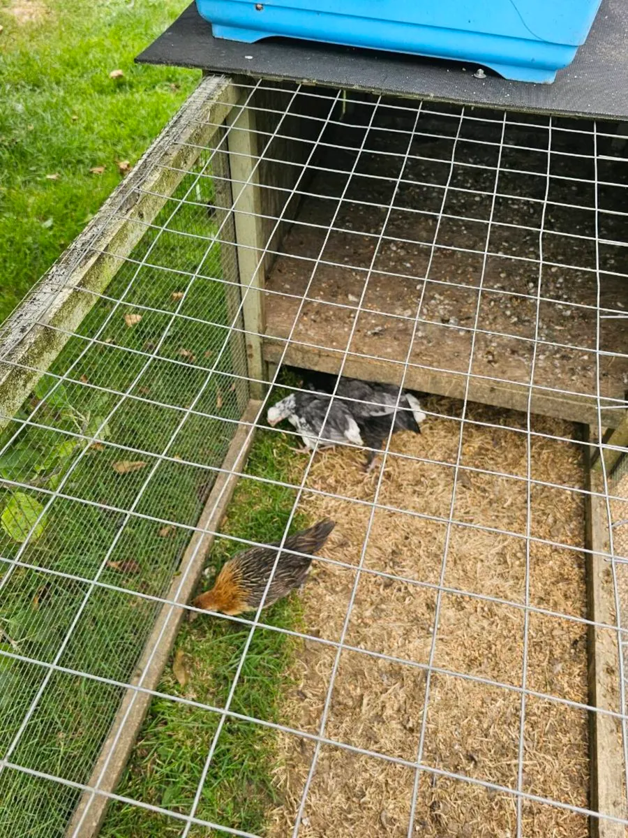 Bantams - Image 2