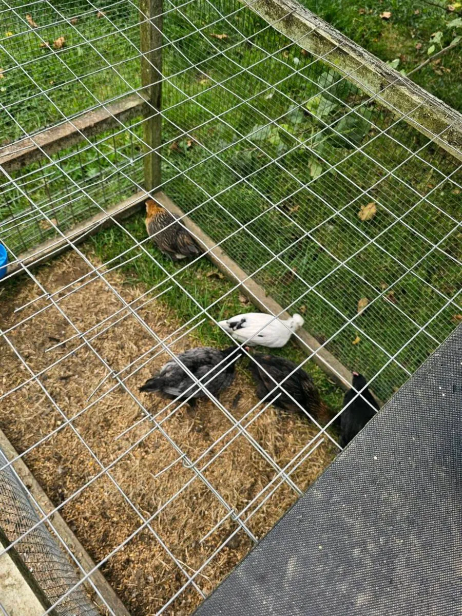 Bantams - Image 3