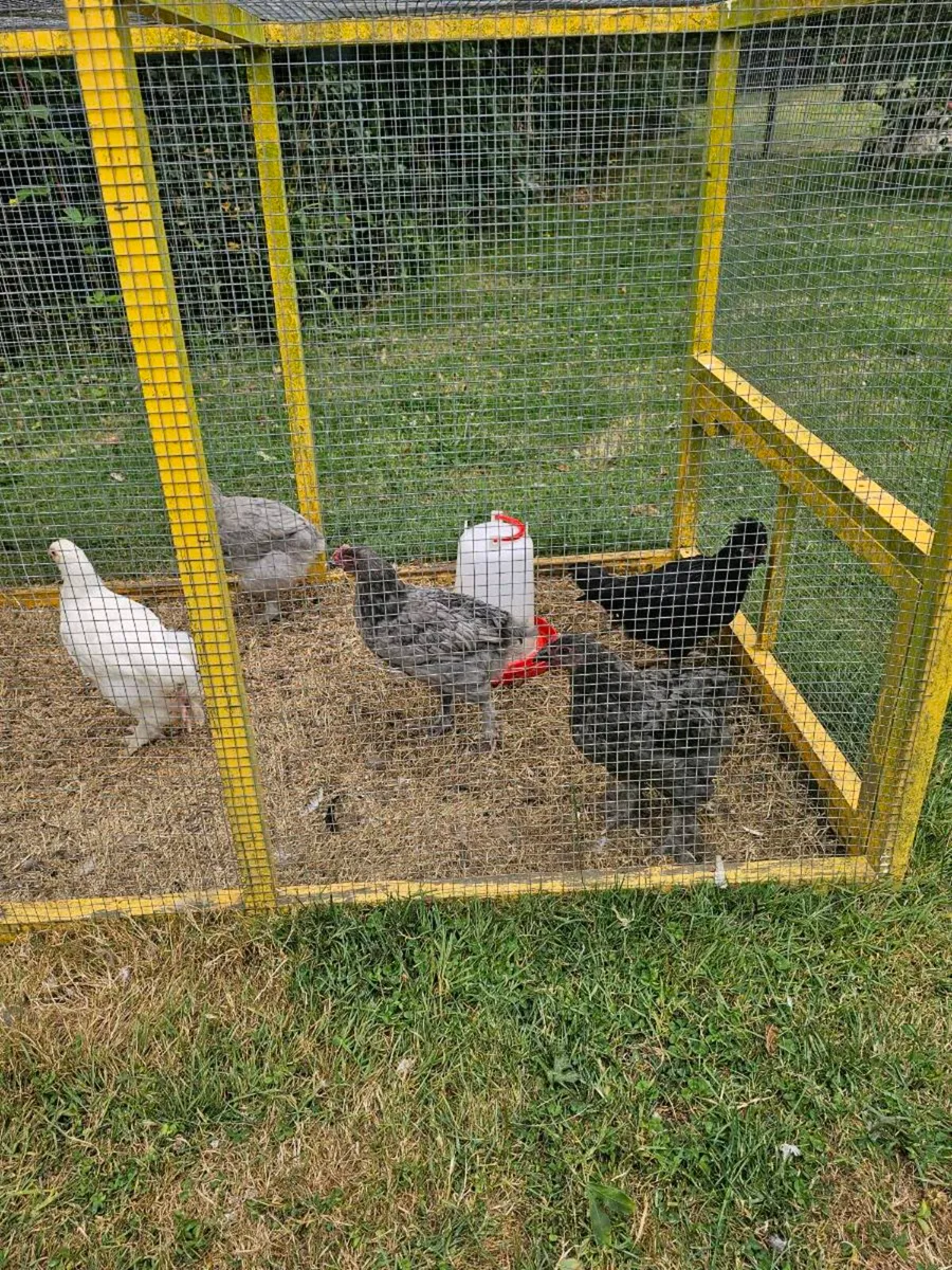 Bantams - Image 4