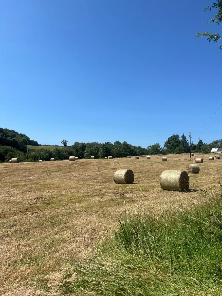 Organic square and round bales of Hay - Image 4