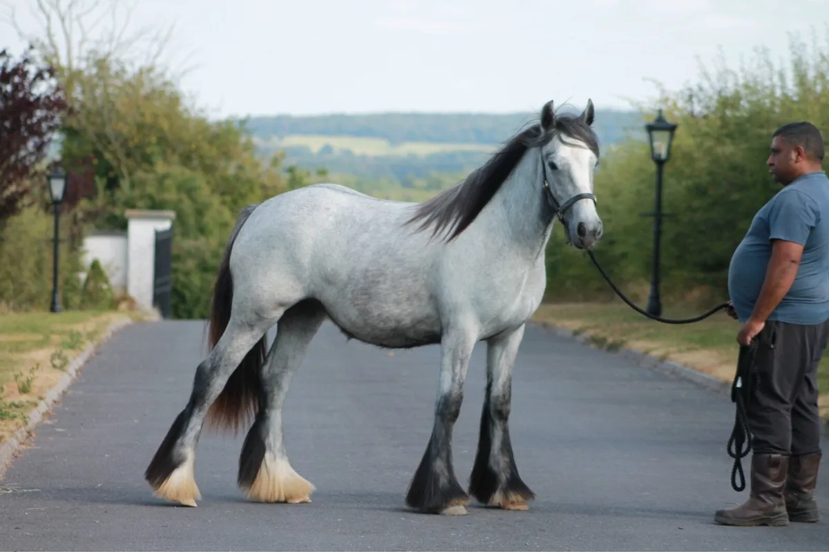 Filly - Image 1