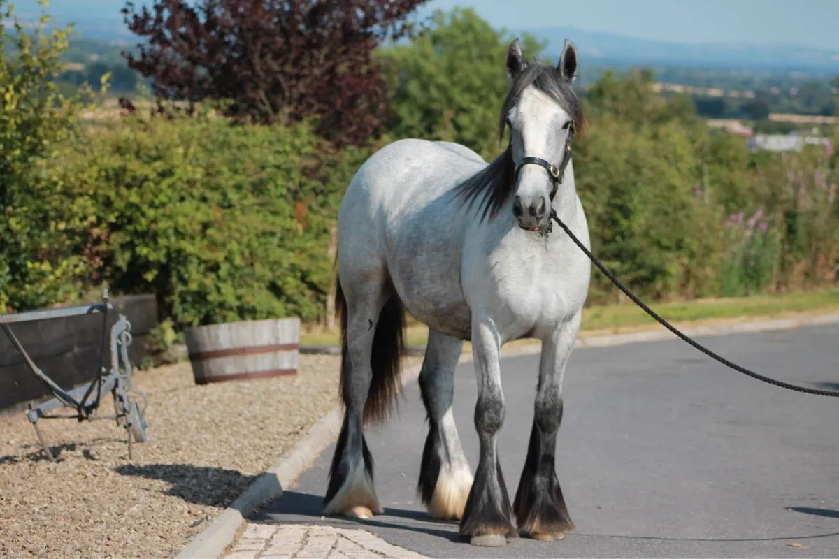 Filly - Image 3