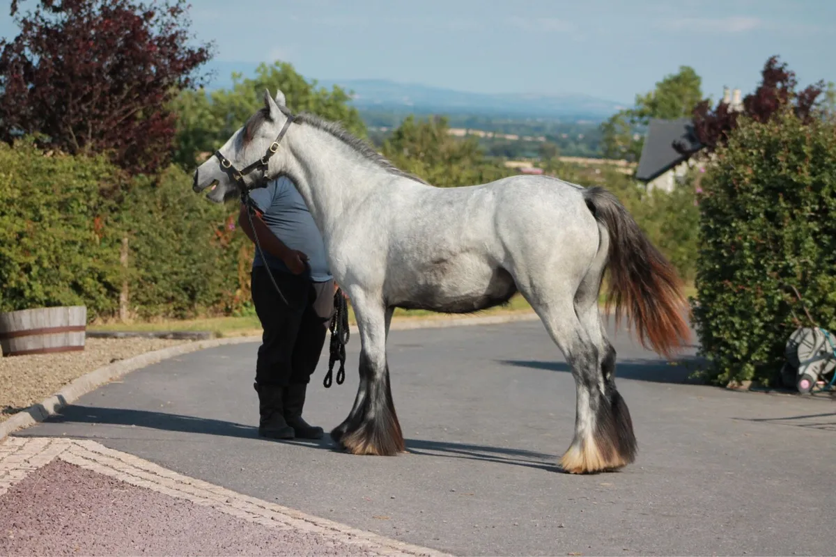 Filly - Image 4