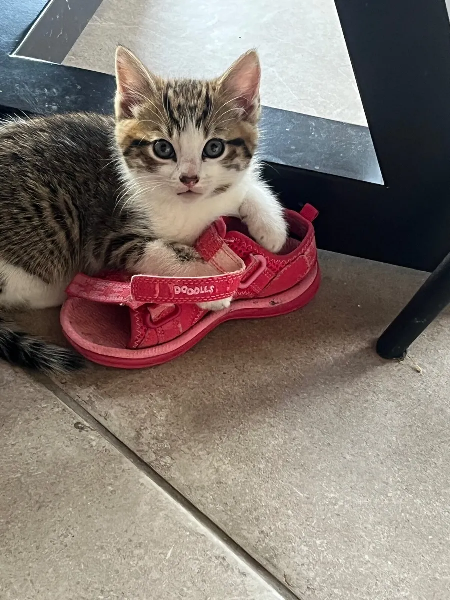 4 Beautiful kittens for sale - Image 4