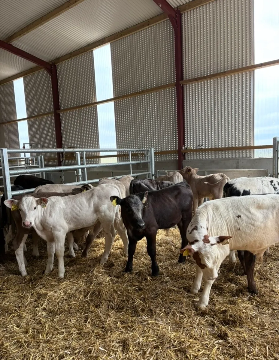 12 super continental bull runners - Image 1