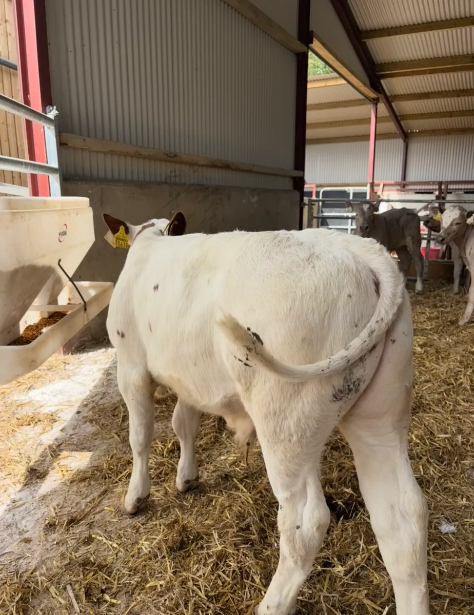 12 super continental bull runners - Image 2