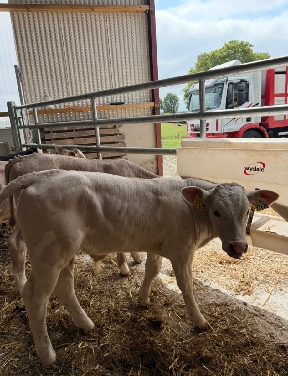 12 super continental bull runners - Image 3