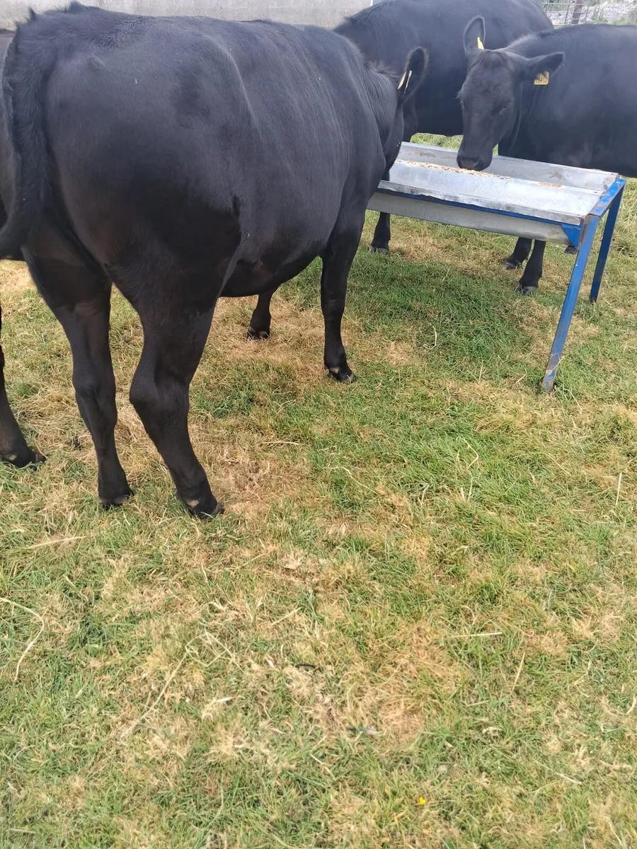 Angus heifers - Image 1