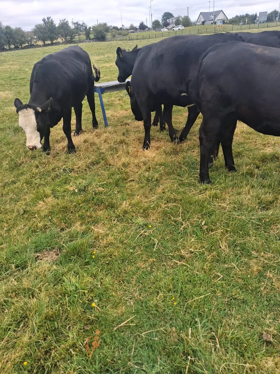 Angus heifers - Image 2